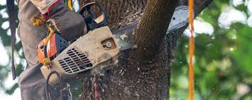 Best Tree Cabling and Bracing  in Higganum, CT