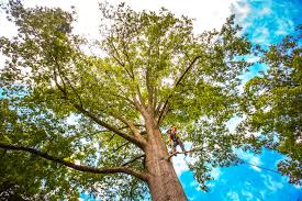 Why Choose Our Tree Removal Services in Higganum, CT?