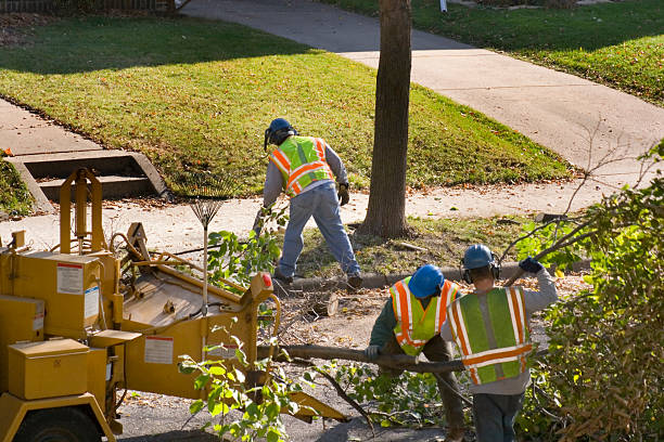 Trusted Higganum, CT  Tree Services Experts