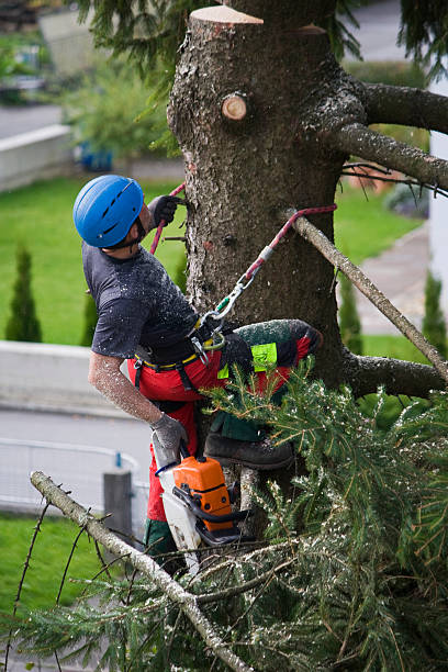 Best Tree Mulching Services  in Higganum, CT