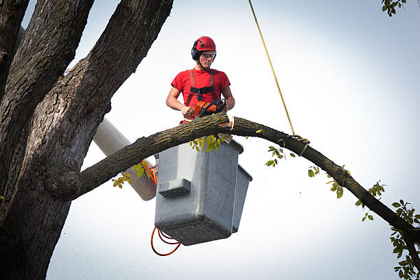 Best Arborist Consultation Services  in Higganum, CT