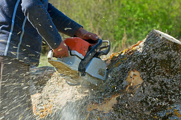 Best Emergency Tree Removal  in Higganum, CT